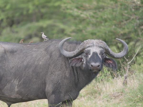 <h3><a href="/trips/tanzania/biota/animalia/chordata/aves/040 passeriformes/105 sturnidae/creatophora cinerea/creatophora cinerea-nl.html">Creatophora&nbsp;cinerea</a> / Wattled&nbsp;starling / Lelspreeuw</h3>OM-1 Mark II met OLYMPUS M.150-400mm F4.5, 1/2000 sec  bij F4.5, ISO 2000, afstand 44.7&nbsp;m